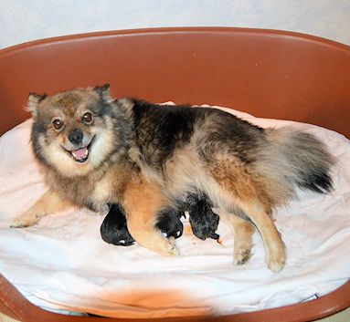 02 Mittelspitzwelpen G2 - gerade geboren - von der Rosssteige