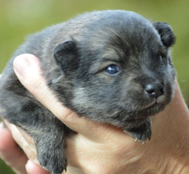 24 Mittelspitzwelpe Hachiko von der Rosteige - 17 Tage alt
