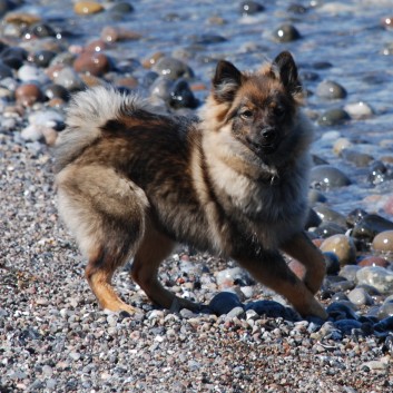 Am Strand vom Mons Klint mit den Mittelspitzen von der Rosteige - 33