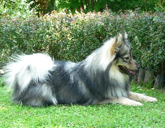 Mittelspitz Balou von der Rosteige