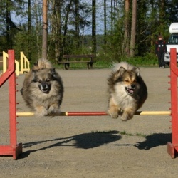 Deutsche Mittelspitze beim Agility