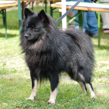 Mittelspitz Diabolo von der Rosteige