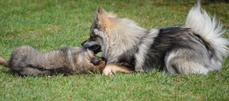 Ein Spitz lernt das Jagen 07