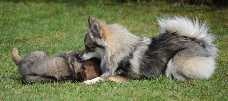 Ein Spitz lernt das Jagen 08