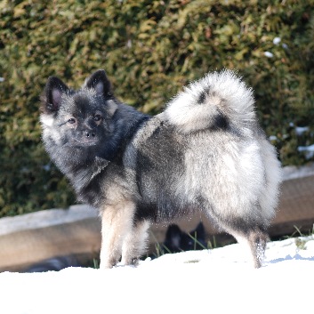 Mittelspitz Falbala Freja von der Rosteige