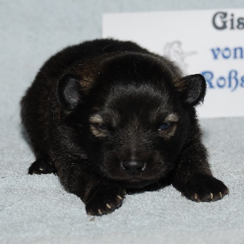 Mittelspitz Gismo von der Rosteige