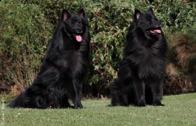 Grospitz in schwarz - Deutscher Spitz 02