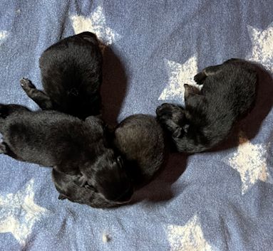 J2-Mittelspitzwelpen-Tag-06