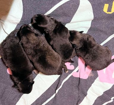 J2-Mittelspitzwelpen-Tag-09