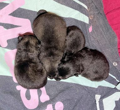 J2-Mittelspitzwelpen-Tag-11