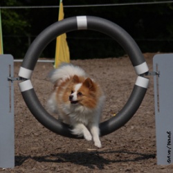 Kleinspitz Mein Augenstern beim Agility