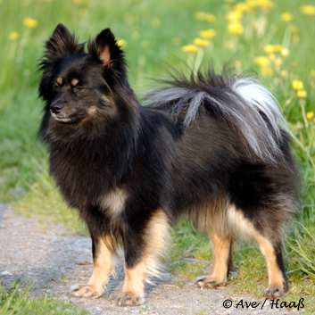 Mittelspitz Diamond Lady von der Rosteige