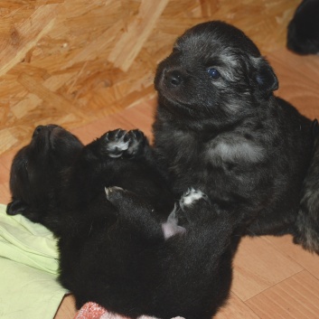 Lasko und Leyla von der Rosteige mit 3,5 Wochen 02