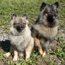 Mittelspitz Arabella mit kleiner Schwester Bonita von der Rosteige