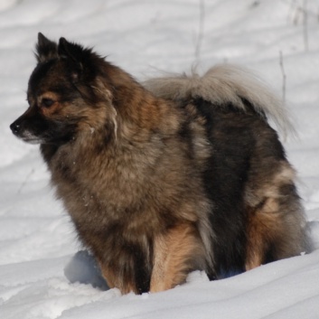 Mittelspitz Arabella von der Rosteige mit 5 Jahren - Januar 2010 -2