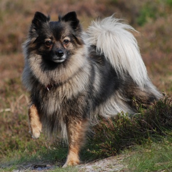 Mittelspitz Arabella von der Rosteige mit 6 Jahren - Mai 2011