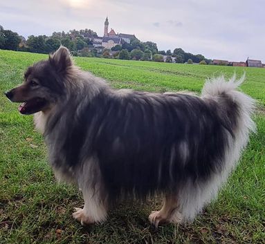 Mittelspitz Balou von der Rosssteige  - Regenbogenbruecke