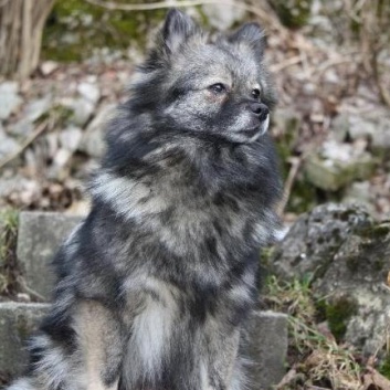 Mittelspitz Bibi Karamit Nova Mutter von Winston