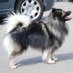 Mittelspitz Fletcher von der Rosteige - Sohn von Bonita von der Rosteige