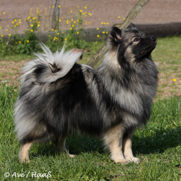 Mittelspitz Fletcher von der Rosssteige - Vater vom Z-Wurf