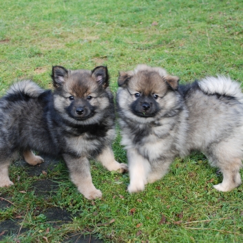 Mittelspitz Kikki und Kobold von der Rosteige mit 9 Wochen