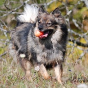 Mittelspitz Kikki von der Rosteige als Erwachsene