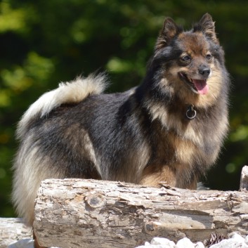 Mittelspitz Kikki von der Rosteige im September 2016