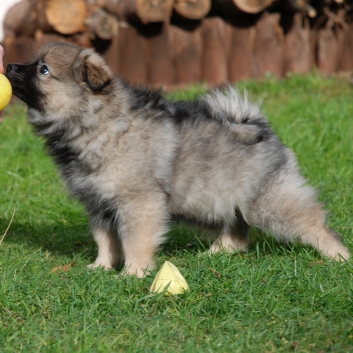 Mittelspitz Kobold von der Rosteige mit 9 Wochen 02