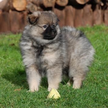 Mittelspitz Kobold von der Rosteige mit 9 Wochen 04