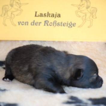 Mittelspitz Laskaja von der Rosssteige eine Woche alt - 02