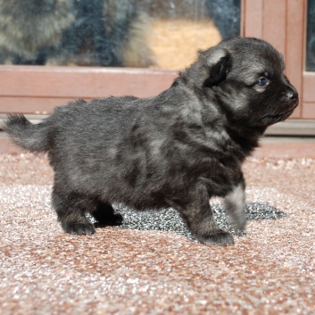 Mittelspitz Lasko von der Rosteige mit 4 Wochen 02