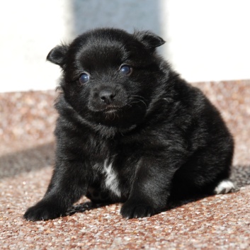 Mittelspitz Leyla Emma von der Rosteige mit 4 Wochen 02