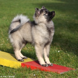 Mittelspitz Liam Antaris auf der Wippe