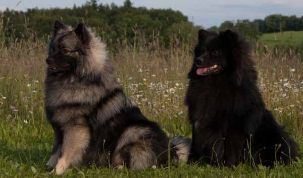 Mittelspitz Liam Antaris und Lasko im Sommer 2012