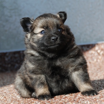 Mittelspitz Lilly Laskaja von der Rosteige mit 4 Wochen 04