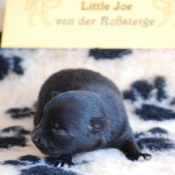 Mittelspitz Little Joe von der Rosssteige eine Woche alt - 01