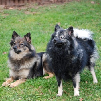 Mittelspitz Midnight und Kikki von der Rosteige im November 2012 - 03