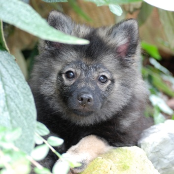 Mittelspitz Midnight von der Rosssteige im neuem Zuhause 03