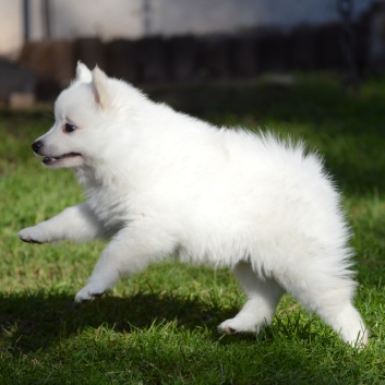 Mittelspitz Rocky von der Rosteige mit 7 Wochen 01