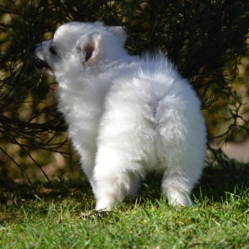 Mittelspitz Rocky von der Rosteige mit 7 Wochen 02