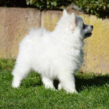 Mittelspitz Rocky von der Rosteige mit 7 Wochen 04