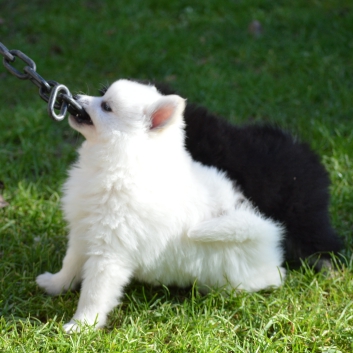 Mittelspitz Rocky von der Rosteige mit 7 Wochen 05