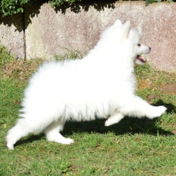 Mittelspitz Rocky von der Rosteige mit 7 Wochen 06