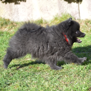 Mittelspitz Samuraj von der Rosteige mit 7 Wochen 02