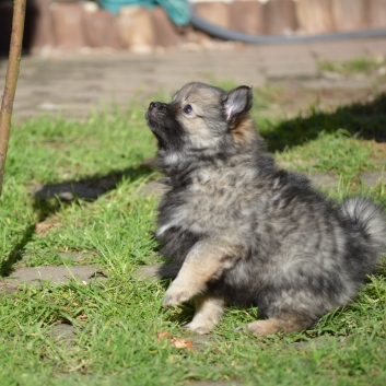 Mittelspitz Shadow Sunny von der Rosteige mit 7 Wochen 06