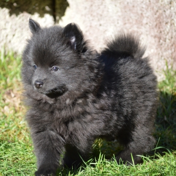 Mittelspitz Sissi Malu von der Rosteige mit 7 Wochen 04