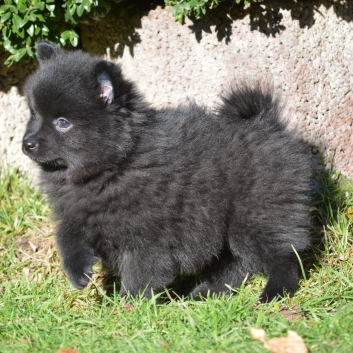 Mittelspitz Stella von der Rosteige mit 7 Wochen 05