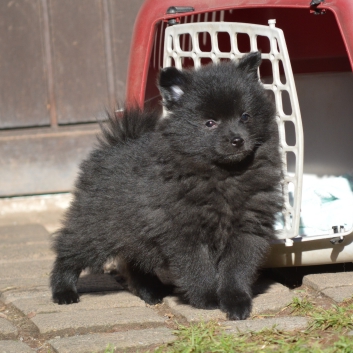 Mittelspitz Sunny Samson von der Rosteige mit 7 Wochen 02