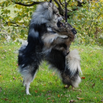 Mittelspitze Arabella von der Rosteige und Winston vom Pommerle 02