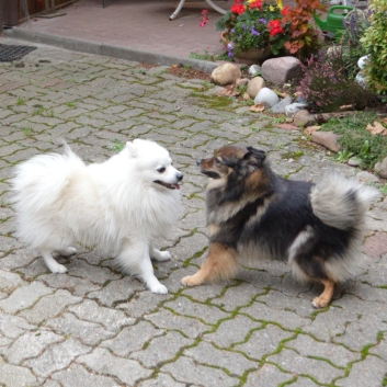 Mittelspitze Kikki und Rocky 02